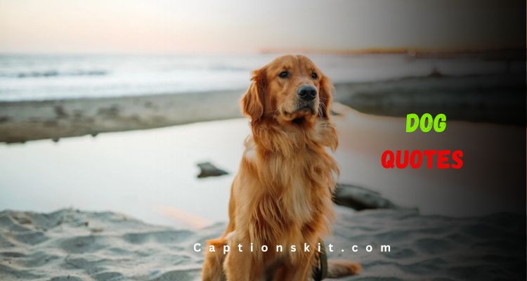 Top Dog Quotes